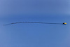 INDICATOR TRANS FLUID - image 1