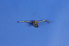 JET PISTON OIL COOLER - image 1