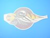 DECAL KIT BODY - image 4