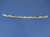 NERF FASCIA - image 2