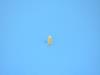 NUT PLASTIC SNAP-IN - image 1