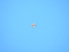 NUT - image 1