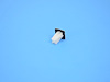 NUT PLASTIC SNAP-IN - image 1