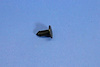PUSH PIN - image 1