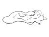 WIRING BODY LEFT - image 1