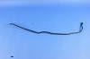 HOSE SUNROOF DRAIN - image 1