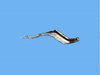 APPLIQUE FASCIA - image 4
