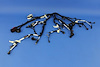 WIRING ENGINE - image 1
