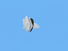 CLIP SPOILER - image 1