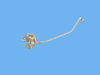 TUBE EXHAUST GAS - image 2