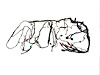 WIRING BODY - image 1