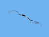 BUNDLE FUEL LINE - image 2