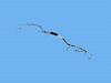 BUNDLE FUEL LINE - image 1