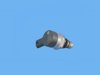 REGULATOR FUEL PRESSURE - image 3