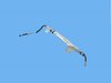 HOSE POWR STEERING RETURN - image 2