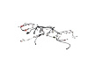 WIRING ENGINE - image 1