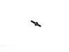 COVER HEX FLANGE HEAD - image 1