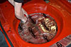 Custom Cut Trunk Floor 1967-74 Barracuda/Dart - image 1