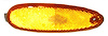 RH FT SIDEMARKER LAMP TAURUS/SABLE 96-99 - image 1
