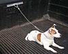 Pet Restraint System One 12" anchortrax trax with back plate - image 2