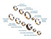 Transmission Bushing Kit for GM 6L45, 6L50 Transmissions - image 2