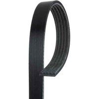 V-Ribbed Serpen (B)
