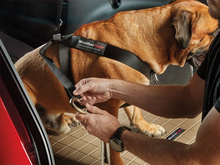 TRAVEL SAFE HARNESS