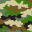 Camouflage